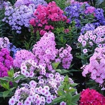 Phlox 