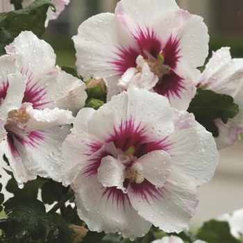 Hibiscus syriacus 'Helene' 