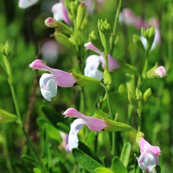 Salvia greggii 'Big Pink' 