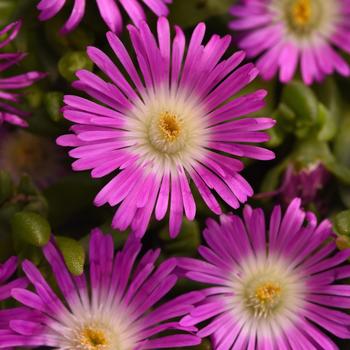 Delosperma 'Violet Flare' 