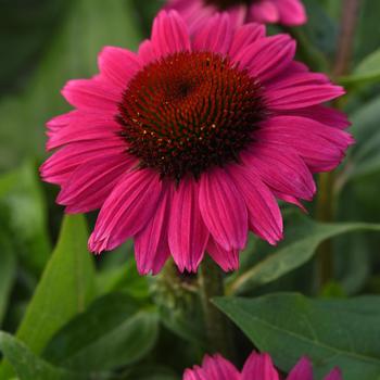 Echinacea 'Balsomfand' 