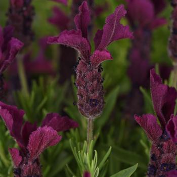 Lavandula stoechas 'Anouk Deluxe 202001' PPAf