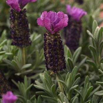 Lavandula stoechas 'Anouk Deluxe 1939' PP35499