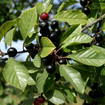 Rhamnus frangula