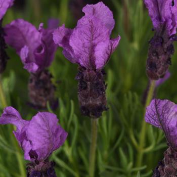 Lavandula stoechas 'Anouk Deluxe 201909' PPAF