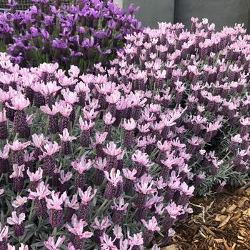 Lavandula stoechas ssp. pendunculata 'Ghostly Princess' PP29697