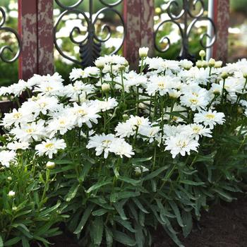 Leucanthemum x superbum 'Sunrimaizy' PP35074