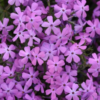 Phlox 'Balsashac' PPAF