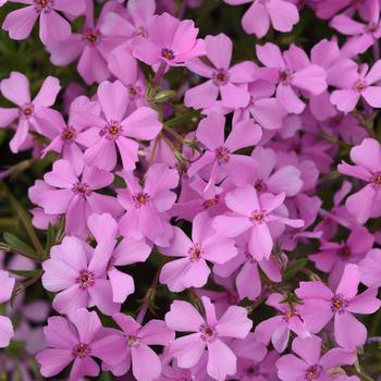 Phlox 'Balsashink' PPAF