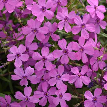 Phlox 'Balsashet' PPAF