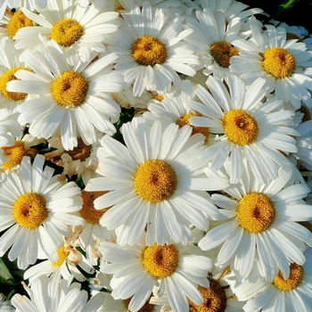 Leucanthemum x superbum 'Madonna' 