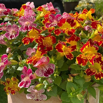 Mimulus aurantiacus 'White' 