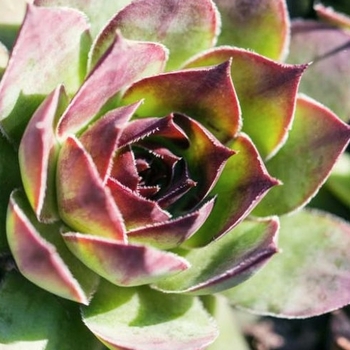 Sempervivum 'Raspberry Ice' 