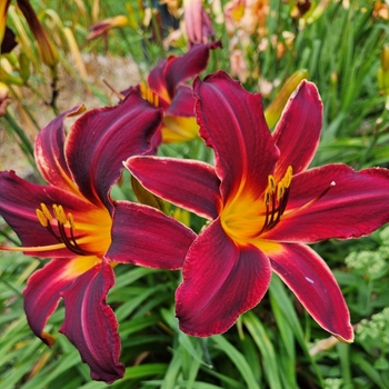 Hemerocallis 'Chicago Blackout' 