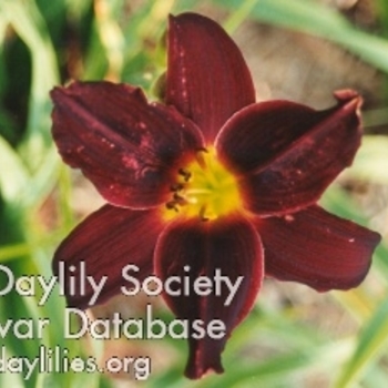 Hemerocallis 'American Revolution' 