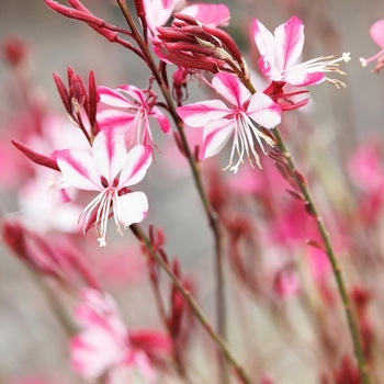 Gaura lindheimeri 'Gambit Variegata Rose' 