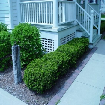 Taxus cuspidata 'Nana' 