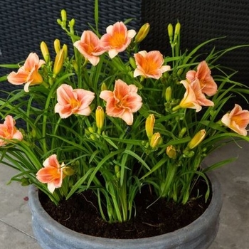 Hemerocallis 'Peach Blast' 