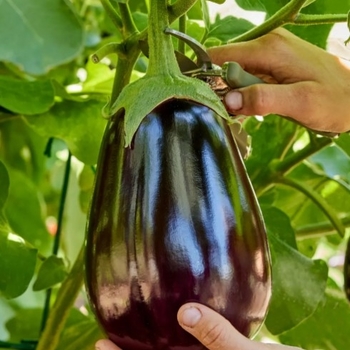 Solanum melongena 'Black Beauty' 