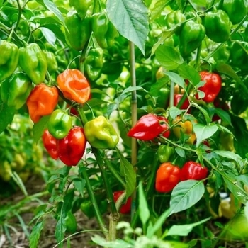 Capsicum annuum 'Red Habanero' 