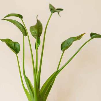 Alocasia 'Odora' 