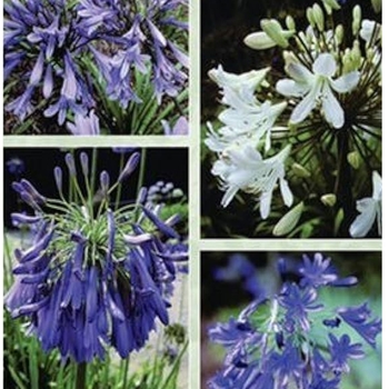 Agapanthus praecox ssp. orientalis