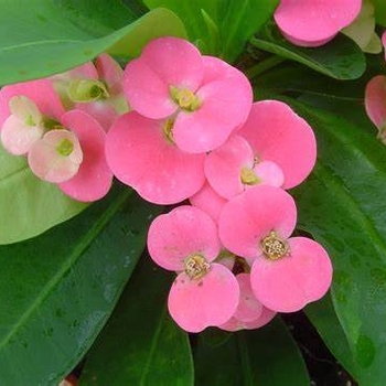Euphorbia milii maxi 'Pink Cadillac' 