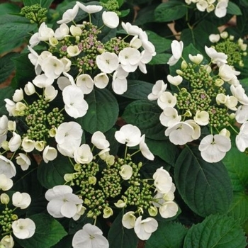 Hydrangea macrophylla 'Libelle' 