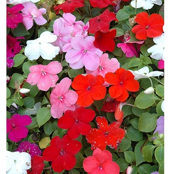 Impatiens 