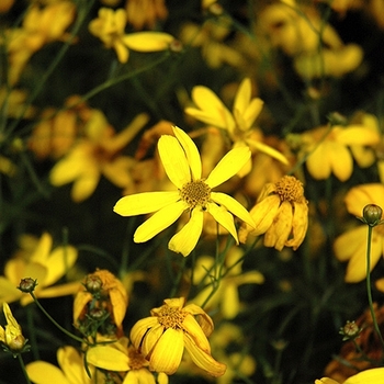 Coreopsis verticillata 'Electric Avenue' PP24688