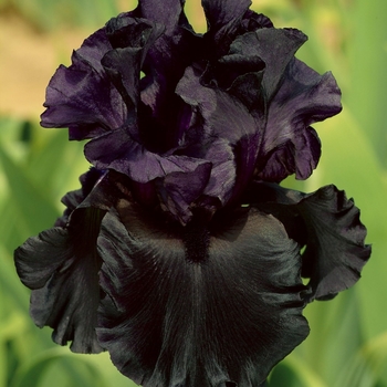 Iris germanica 'Jurassic Park' 