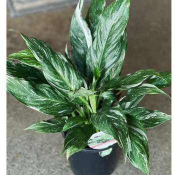 Spathiphyllum 'Jet Diamond' PP33426