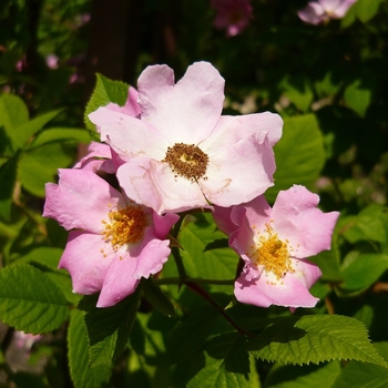 Rosa setigera