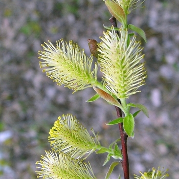 Salix bebbiana