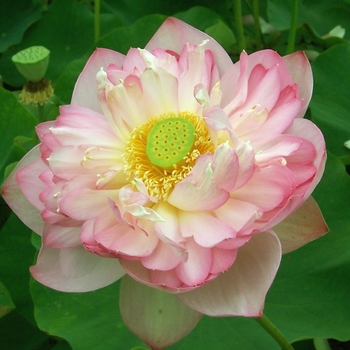 Nelumbo nucifera 'Roseum Plenum' 