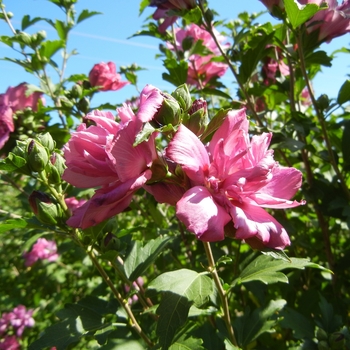 Hibiscus syriacus 'Lucy' 