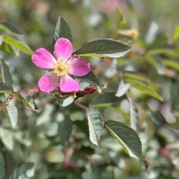 Rosa glauca (rubrifolia)