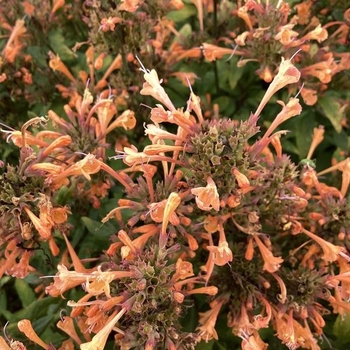 Agastache aurantiaca 'Betterbuzz Amber' 