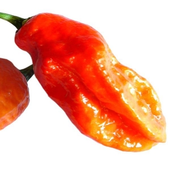 Capsicum annuum 'Bhut Jolokia (Ghost)' 