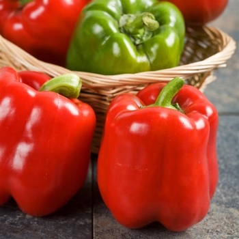 Capsicum annuum 'Red Knight' 