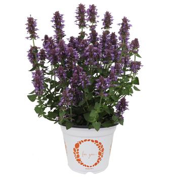 Agastache aurantiaca 'Betterbuzz Violetta' 