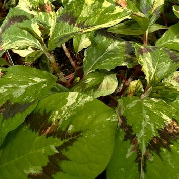 Persicaria virginiana 'Painter's Palette' 