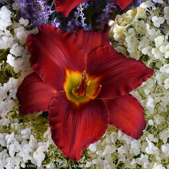 Hemerocallis 'Sun Dried Tomatoes' 