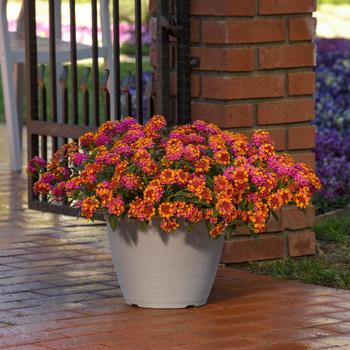 Lantana camara Bloomify™ 'PassionFruit' (266643)
