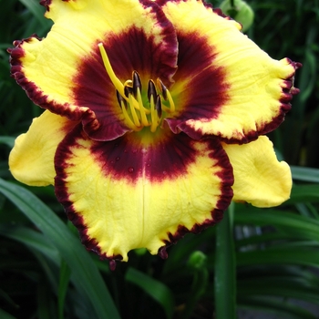 Hemerocallis 'Calico Jack' 
