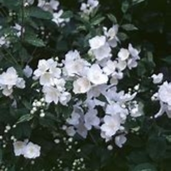 Philadelphus x lemoinei 'Innocence' 