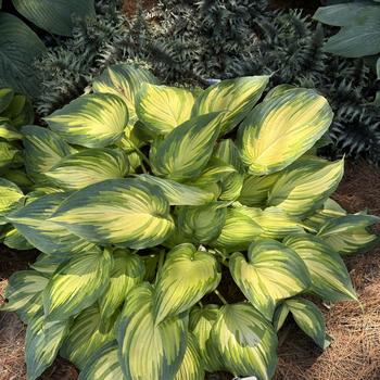Hosta 'My Fair Lady' (266844)