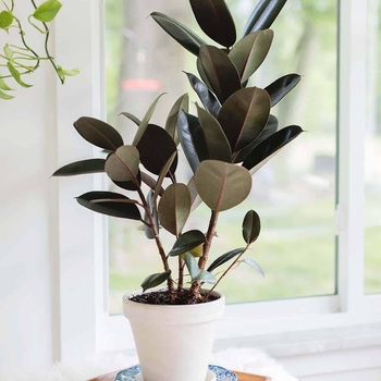 Ficus elastica