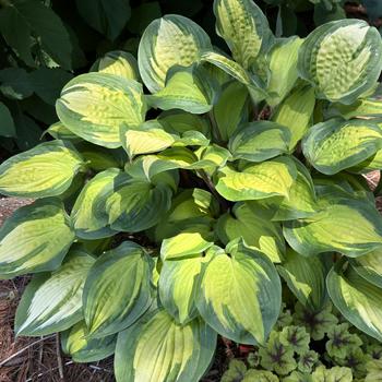 Hosta 'Island Breeze' (267084)