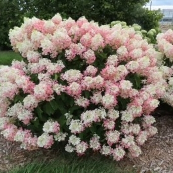 Hydrangea paniculata 'Bailpantwo' PPAF